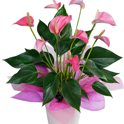 Anthurium Plant