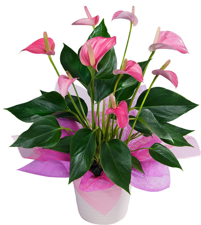 Anthurium Plant
