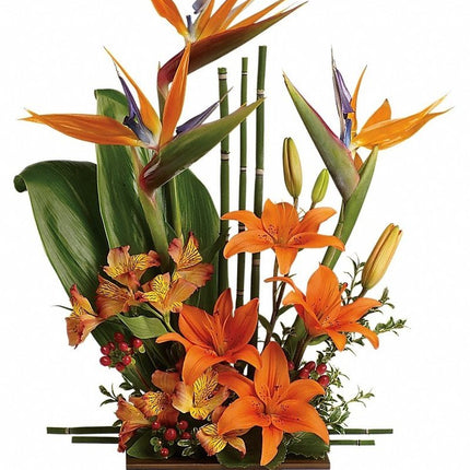 Exotic Grace