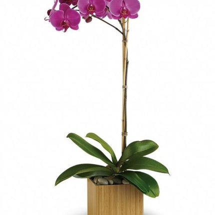 Imperial Purple Orchid